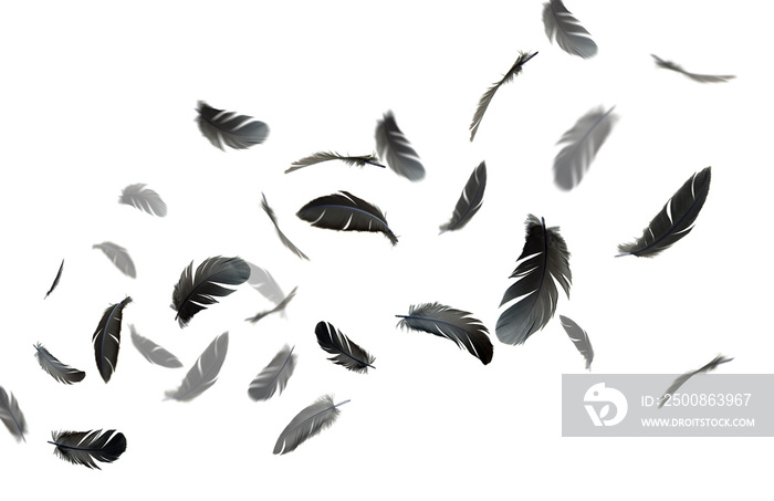 Black feathers floating in the air on white background