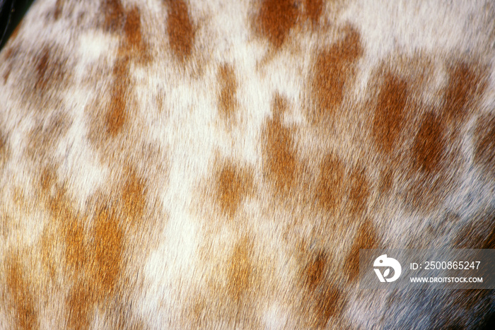 Appaloosa horse leopard pattern coat detail