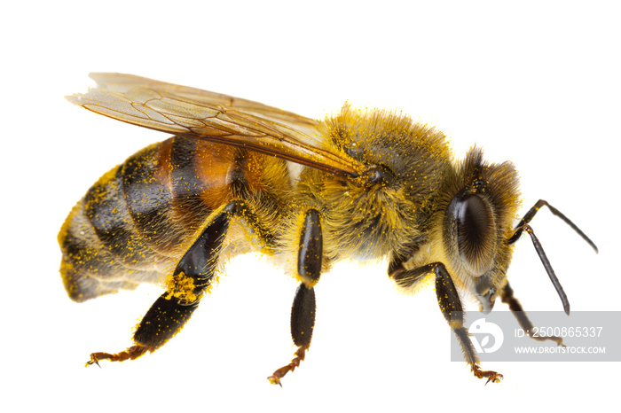 insects of europe - bees: side view macro of european honey bee ( Apis mellifera) isolated on white background abdomen details