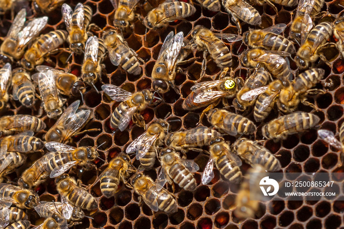 Beekeeping in the Czech Republic - honey bee, details of hive