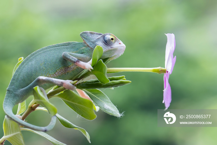 Baby High Pied veiled chameleon on branch, Baby High Pied veiled chameleon closeup on green leaves