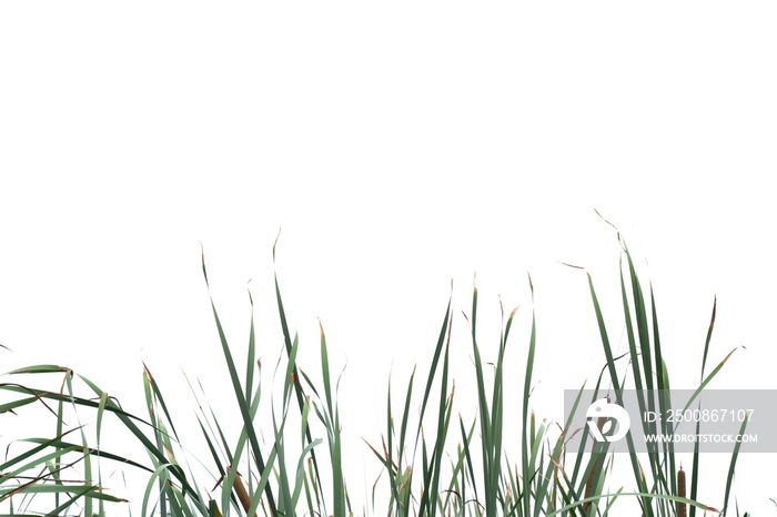 In selective focus wild grass leaves with wind blowing on white isolated background for green foliage backdrop