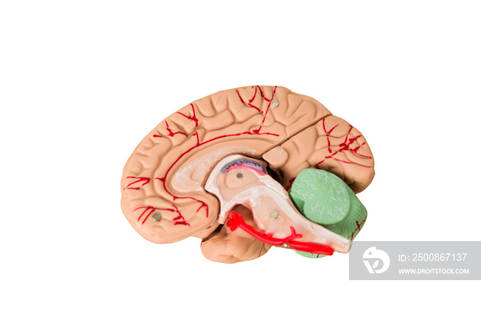 Realistic brain isolated cutout background