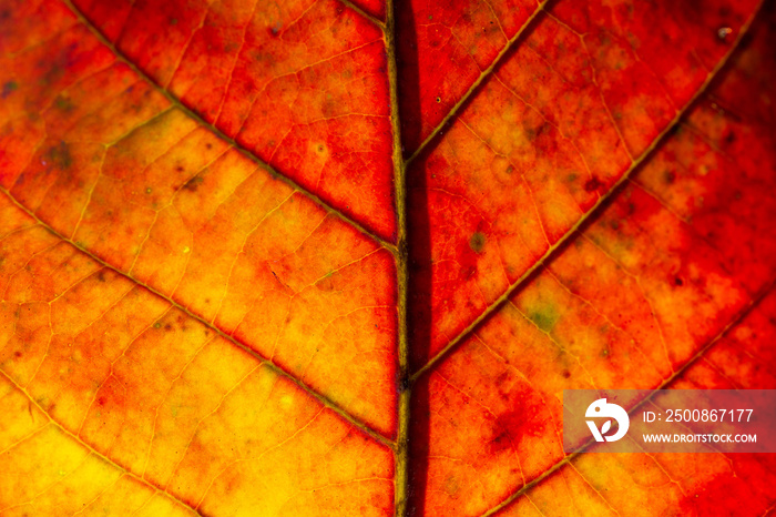 orange macro leaf,Macro image of a leaf showing the amazing details in leaves and also the amazing colors found in them also,Backgrounds, Abstract Backgrounds, Leaf, Autumn, Nature