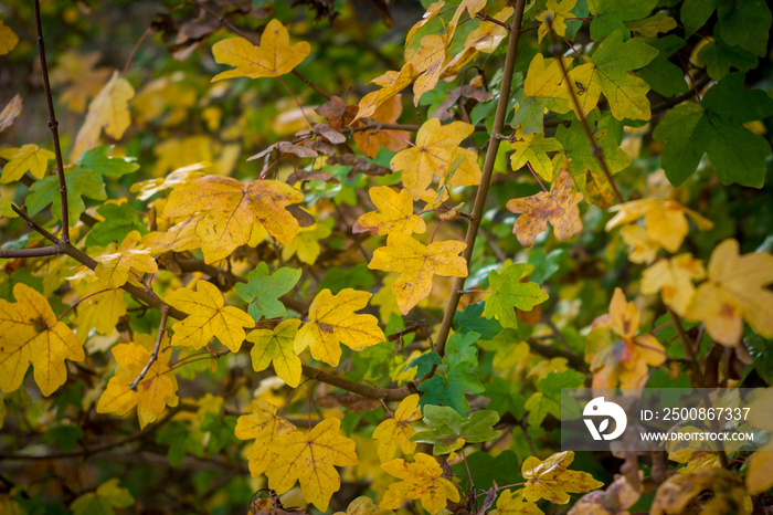 Acer campestre or field maple during fall with autumn colors