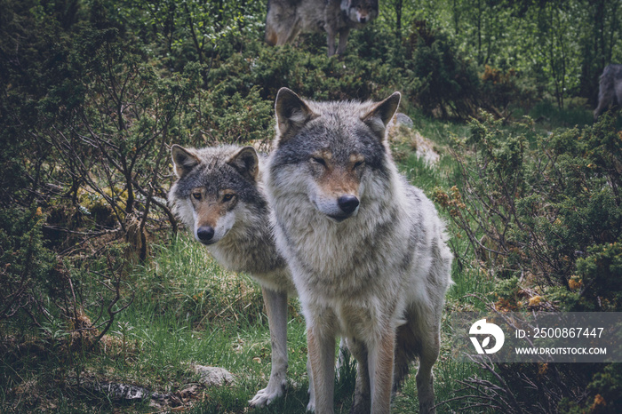 Grey wolf portrait in the wilderness. Wolf, animal, wildlife, northern america, usa, alaska, predator, killer concept.