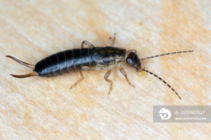 Larva of European earwig (Forficula auricularia) on wood.