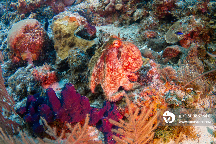 A common octopus hunts for prey among the colorful corals in the crystal clear waters of the Turks and Caicos islands.