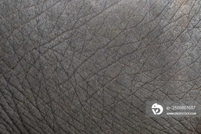 close-up of elephant skin texture abstract background.