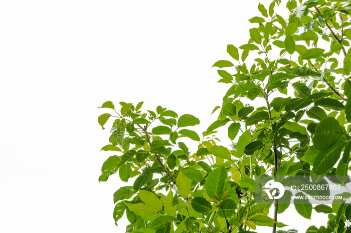 Green leaves isolated on white background, Branches and leaves. With a white background.