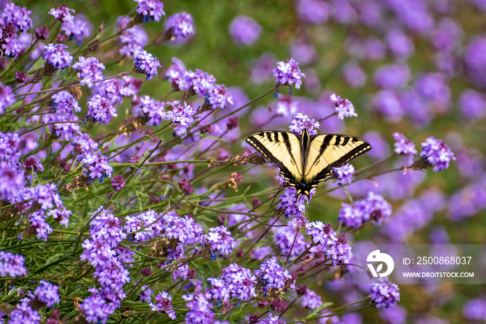 Dorsal view of Western Tiger Swallowtail in purple flowers.