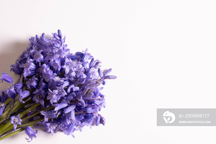 young purple spring flowers on a table