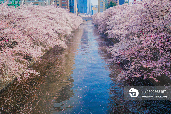 目黒川と満開の桜