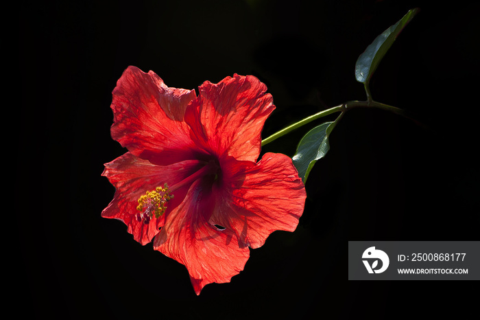 red hibiscus flower on black blackground