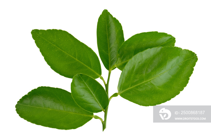 citrus, lime leaves, Lemon leaf isolated on white background