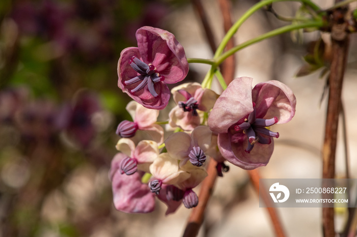 Close up of chocolate vine (akebia quinata) flowers in bloom