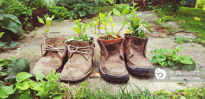 old shoes plant decoration reuse old stuff creative concept