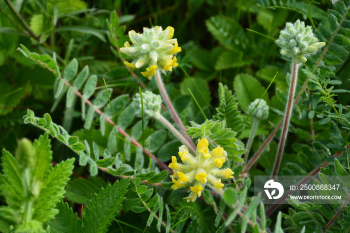 The astragalus flowers (Astragalus dasyanthus) among meadow vegetation in morning dew.