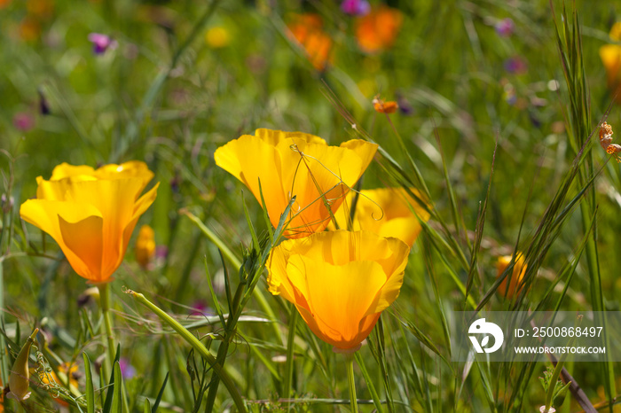 Flora of Gran Canaria - Eschscholzia californica