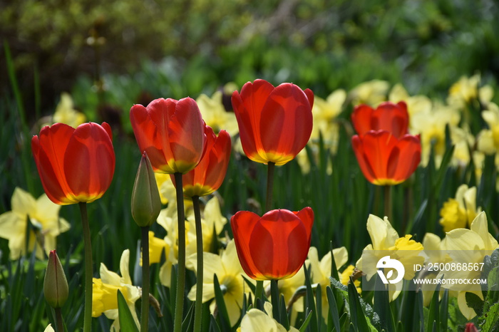 The first tulips and daffodils of spring