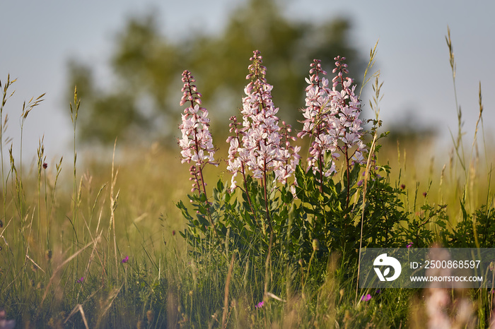 Beautiful wildflowers in the springtime (Dictamnus albus)