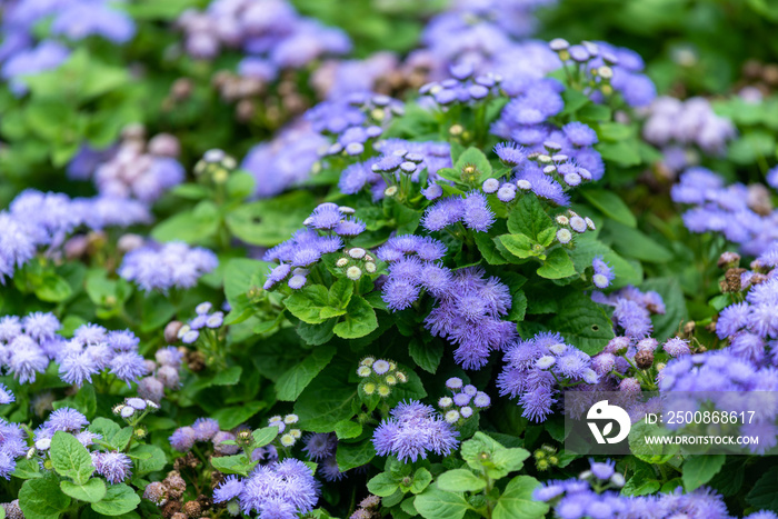 Purple flowers of Flossflower, Ageratum houstonianum