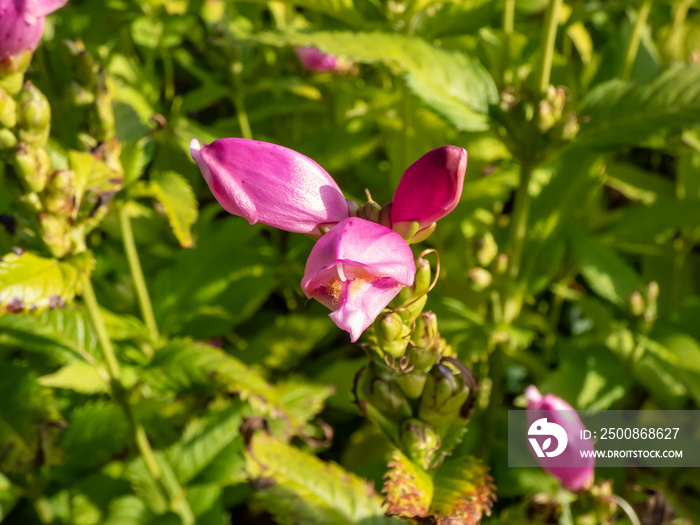 The Turtlehead, pink or Lyon’s turtlehead (Chelone lyonii) flowering with hooded, snapdragon-like, two-lipped, pink flowers in summer