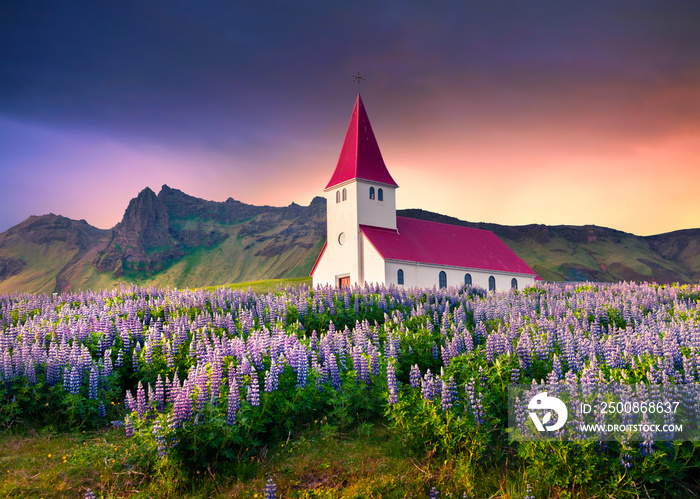 Small church surrounded by blooming lupin flowers in the Vik village.