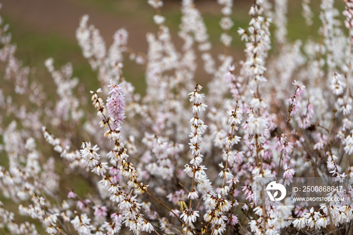 Abeliophyllum distichum flowers that just bloomed in early spring