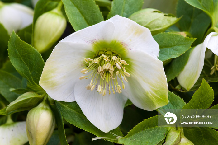 Helleborus Niger a winter flowering plant commonly called Christmas rose or black hellebore