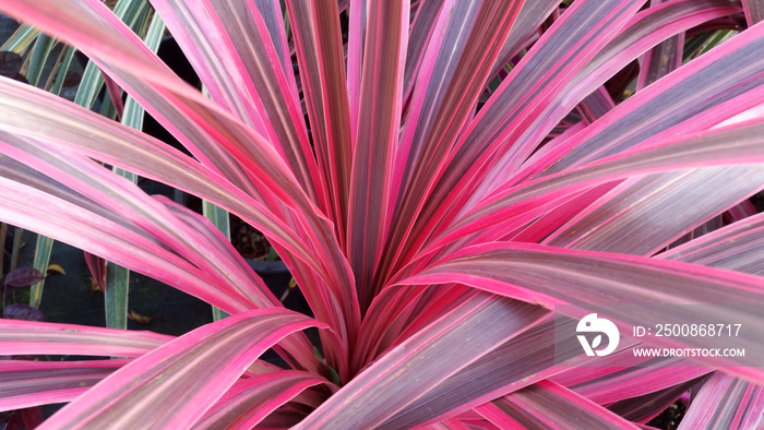 Cordyline ’Cherry Sensation’