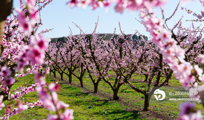 Blossoming peach trees