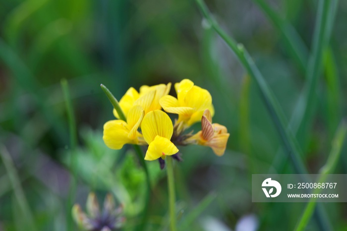 The horseshoe vetch Hippocrepis comosa