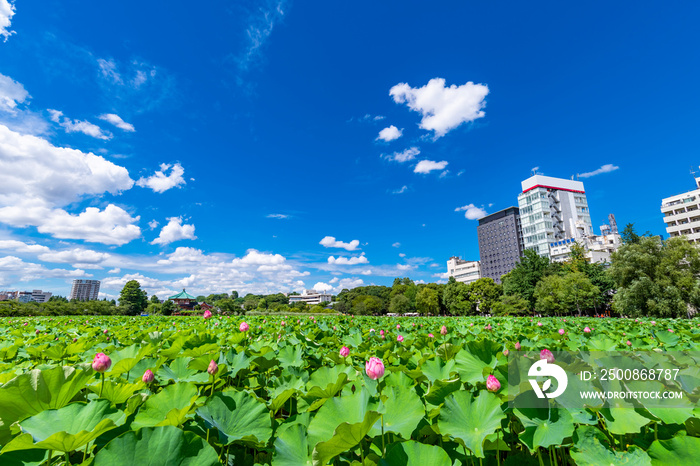 蓮の花が咲く上野恩賜公園 不忍池の風景