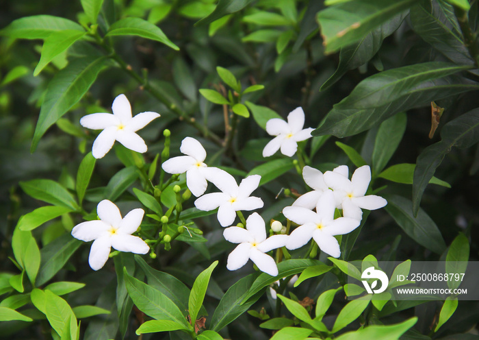 Group of white sampaguita jasmine flower field  blooming with bud inflorescence and green leaves top view in nature garden background