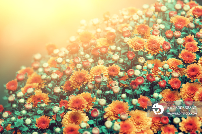 Vintage flower background