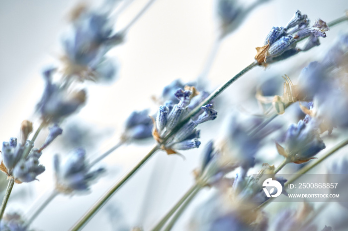 Dried lavender branches. Bunches of small white seeds on thin branches.