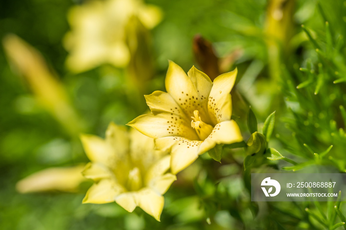 native species of yellow Gentiana flowers