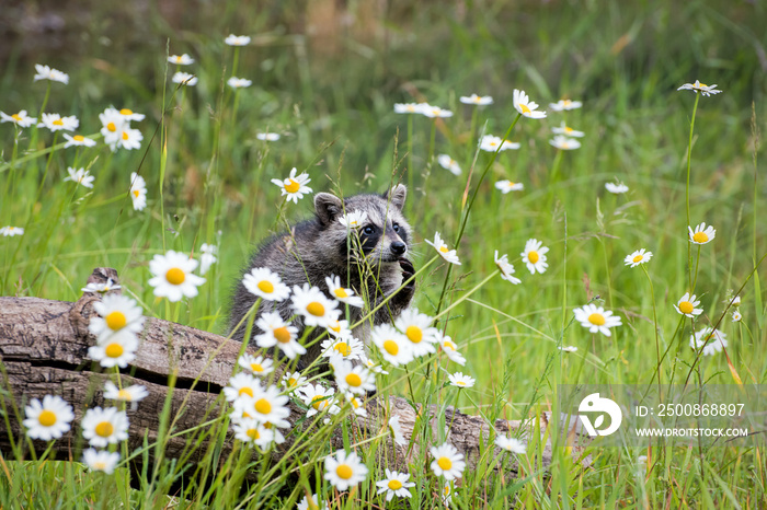 Baby Raccoon Seeming to Consider the Beauty of Wild Daisies