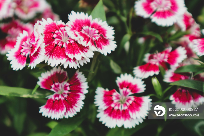 Dianthus barbatus or known as Sweet William is a species of Dianthus native to southern Europe. Sweet William symbolizes courage.