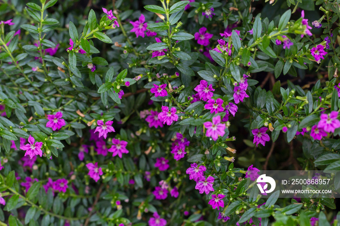 Purple flower of False heather, Elfin herb or Cuphea hyssopifolia Kunth bloom in the garden for background.