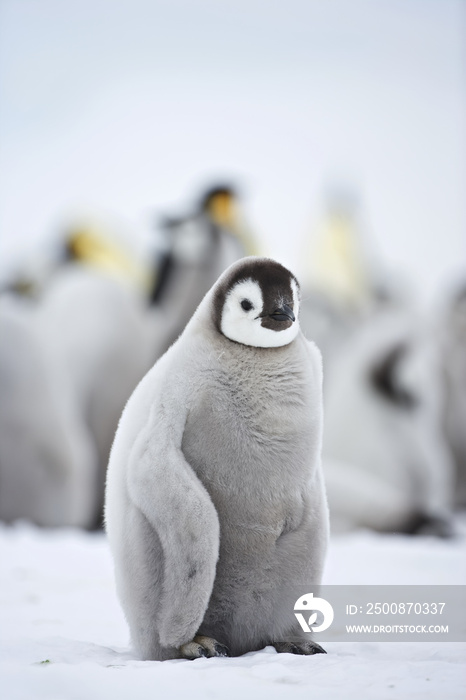 Emperor Penguin (Aptenodytes forsteri), chick at Snow Hill Island, Weddel Sea, Antarctica