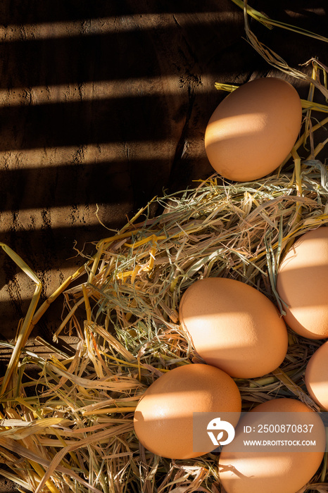 Many fresh eggs lay on the straw. There is sunshine on the chicken farm of the farmer who is kept for family consumption.