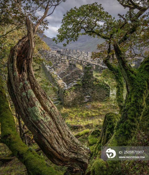 Abandoned Slate mining cottages in Snowdonia North Wales, old derelict buildings returning to nature framed between old trees. Llanberis and Dinorwic mine