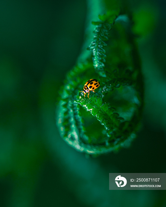 dew on a green leaf, green fern with bug, fresh fern uncurling, growing in the forest in Slovakia, blurry green background, macro photography, green fern frond unfurling in spring