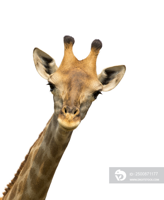 Image of a giraffe head on white background. Wild Animals.