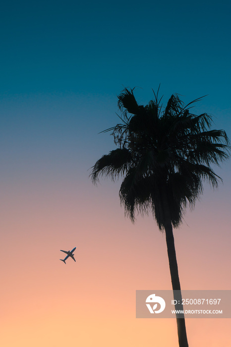 Tropical Vacation Destination with Palm Tree at Sunset and Plane Taking off in Background