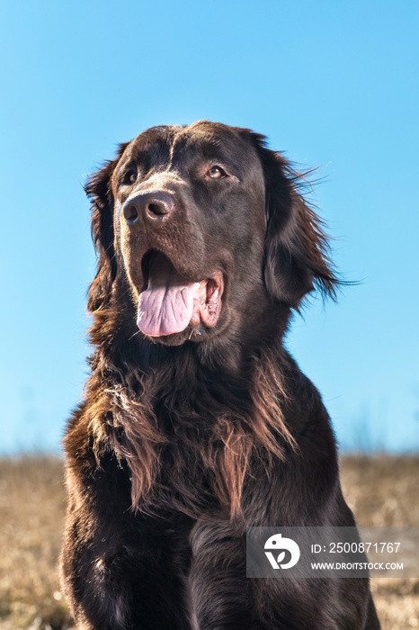 Typical Flat Coated Retriever in the meadow. Detail of a dog’s head. Brown flat coated retriever puppy. Dog’s eyes. Sunny day.