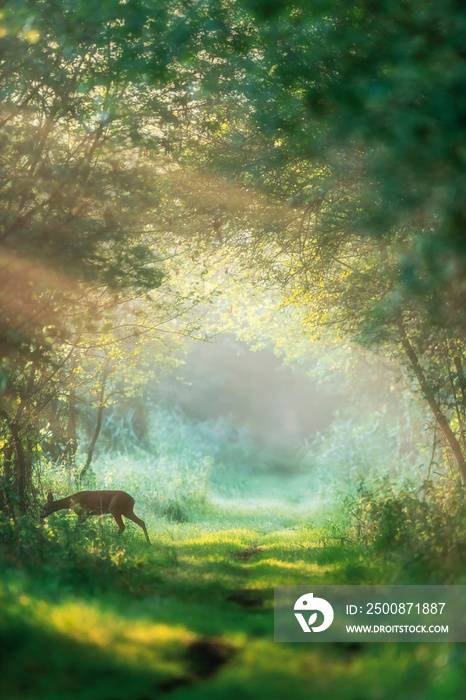 Roe deer doe crossing misty forest trail at dawn.