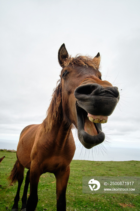 Laughing Horse